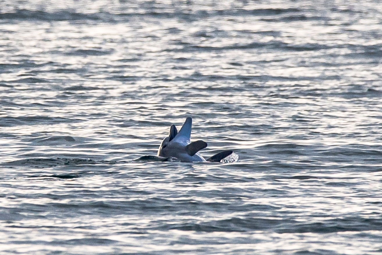 Сегодня на пляже Алексино, дельфинчики резвились! 🐬🐋