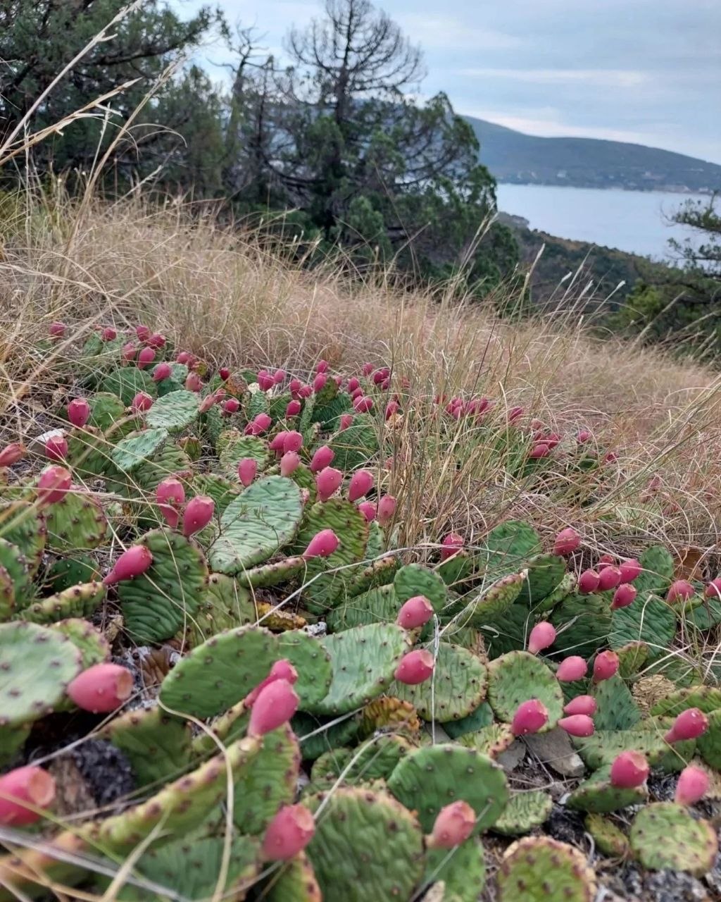 На Маркотхе созревают съедобные кактусы🌵