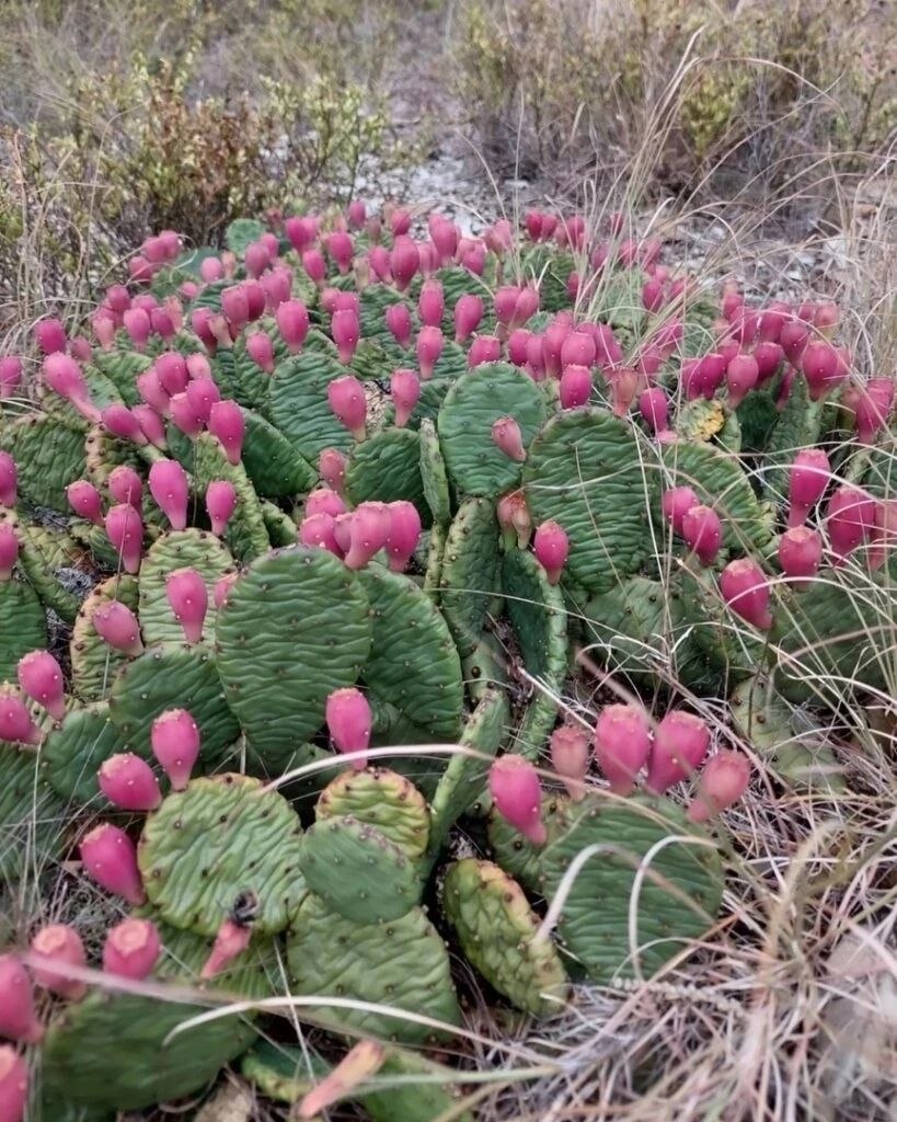 На Маркотхе созревают съедобные кактусы🌵