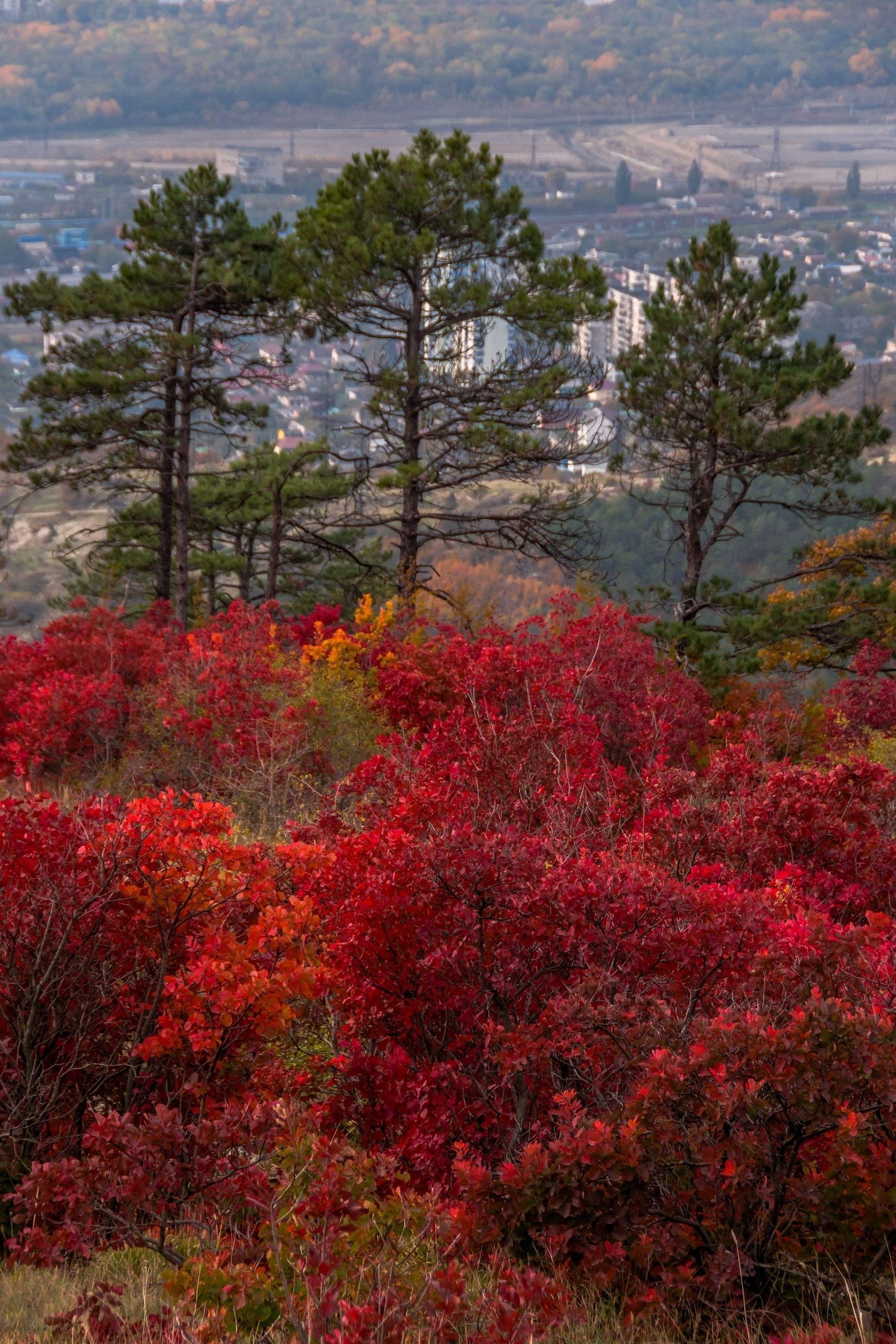 Скумпия в горах Новороссийска от @Sega_Black_Sea_nvrsk🍁🍂