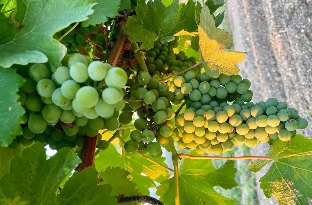 🍇 В Новороссийске собрали уже более 9 тысяч тонн винограда