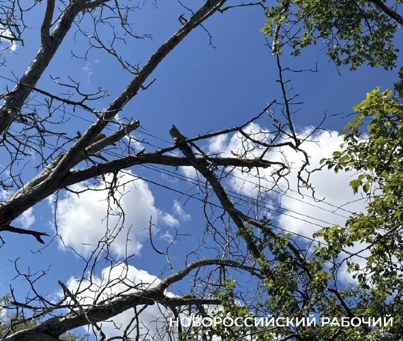 Новороссийца оштрафовали за парковку, пока опасное дерево всё ещё стоит