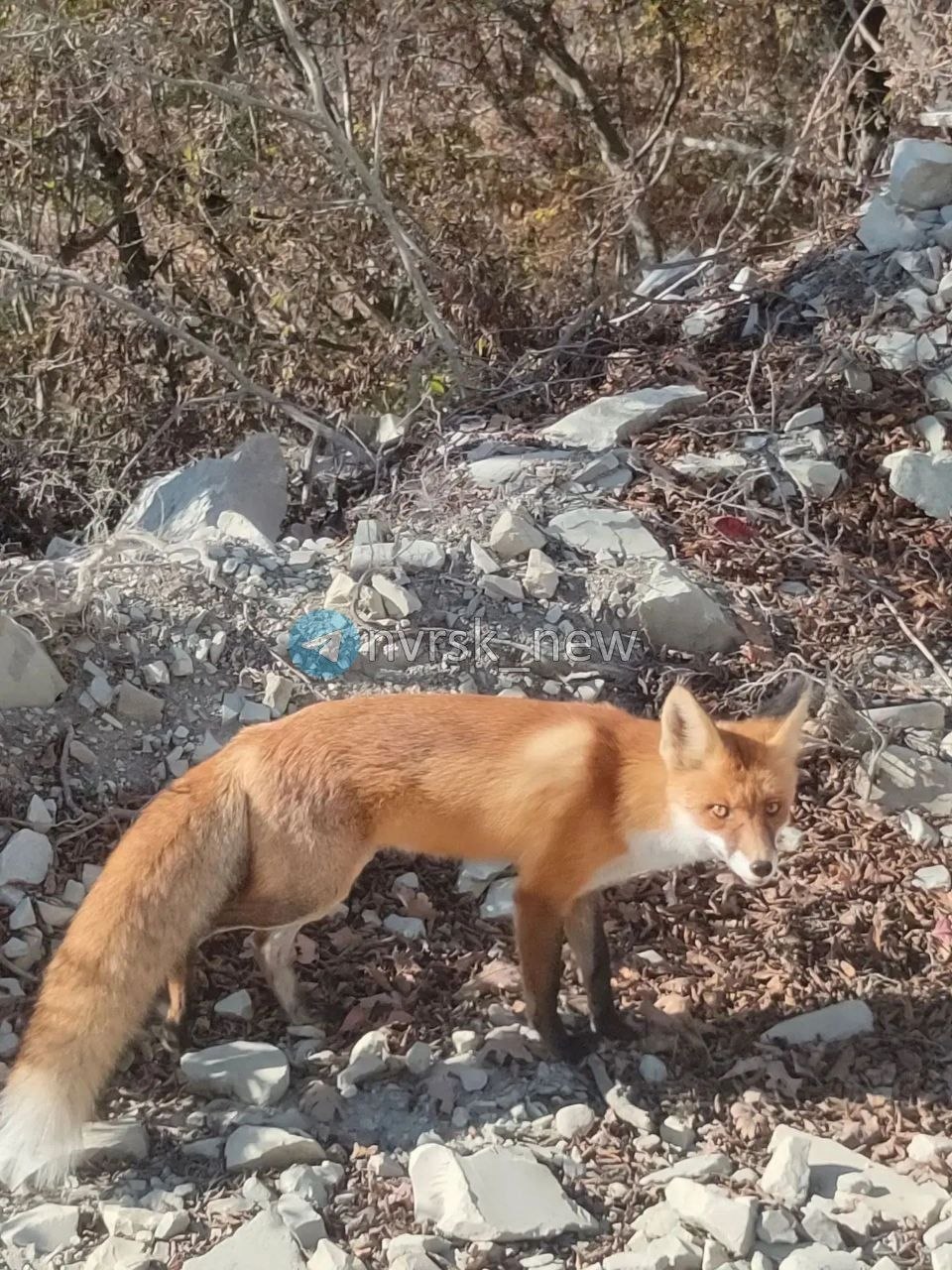 🦊 Окрестности Новороссийска сегодня