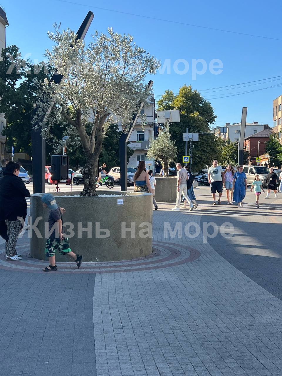 На набережной Новороссийска начали пропадать оливки высаженные год назад. Все из-за ТУЕВЫХ озеленителей....