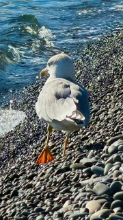 Осенняя моретерапия 🍁🐬☀️🌊🦆