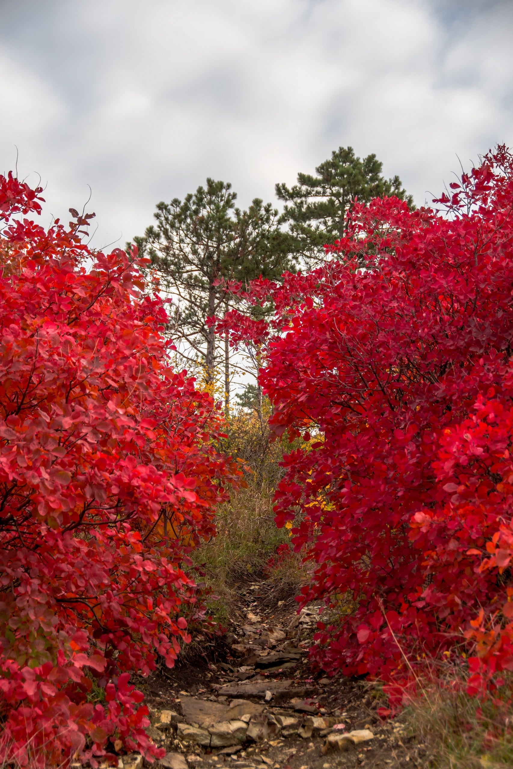 Скумпия в горах Новороссийска от @Sega_Black_Sea_nvrsk🍁🍂