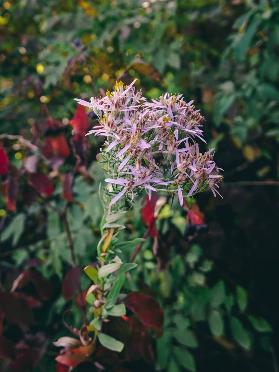 Лесное сентябрьское 🍀🌸