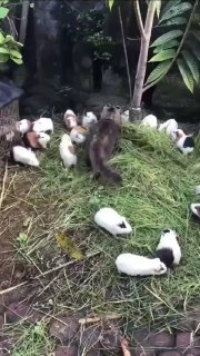 Кошка и её банда