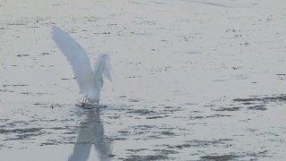 Сегодня утром, ещё до рассвета, малые белые цапли в Лагуне массово кормились рыбкой! 😍