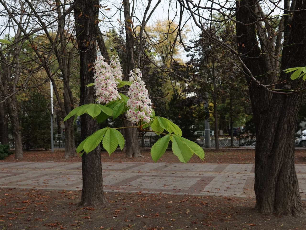 Что-то в этом мире должно оставаться неизменным. Цветущие каштаны в октябре, рыбаки на набережной, лебеди в бухте и осенняя аллея 🍁 🦢 🌸