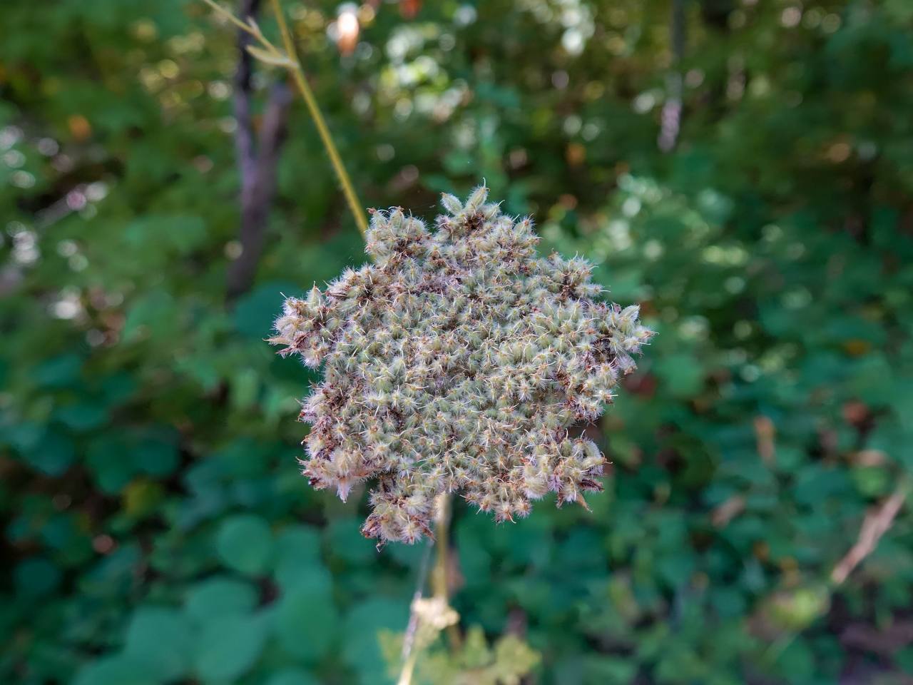 Лесное сентябрьское 🍀🌸