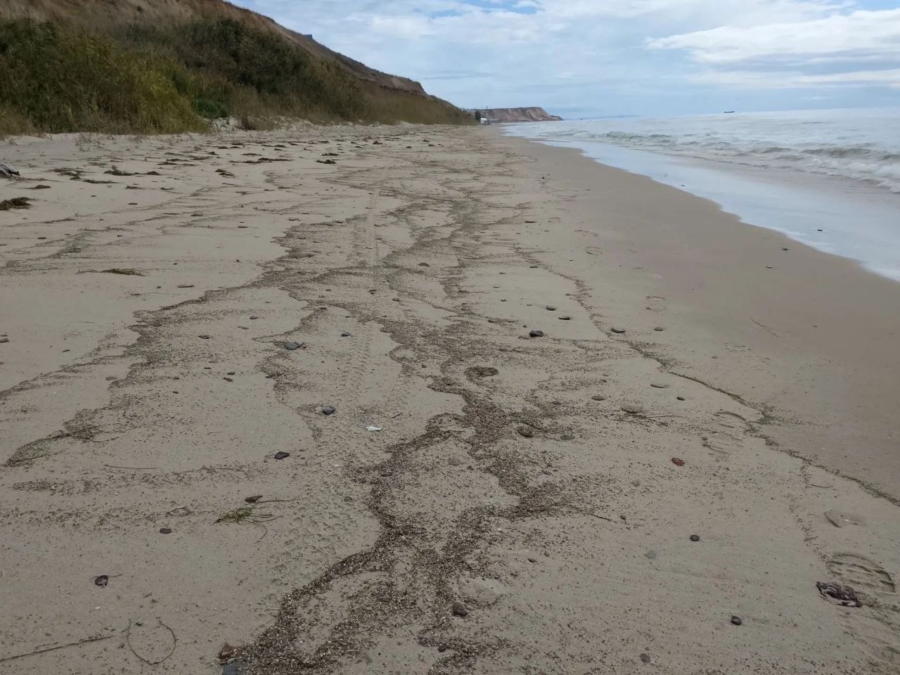 Снова выбросы пальмового масла на побережье Чёрного моря — район посёлка Волна, порт Тамань.