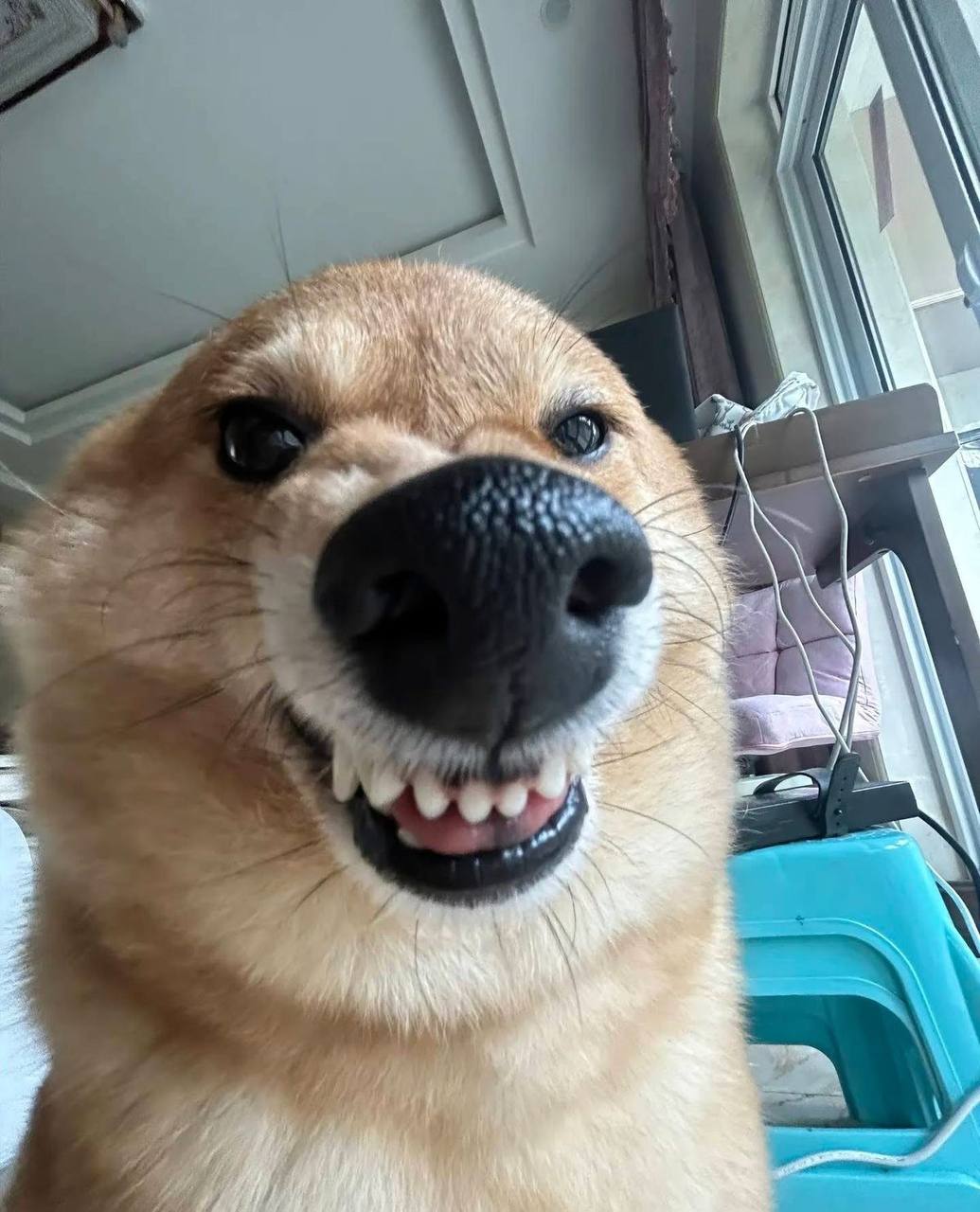 🐾 Сегодня Всемирный день животных!