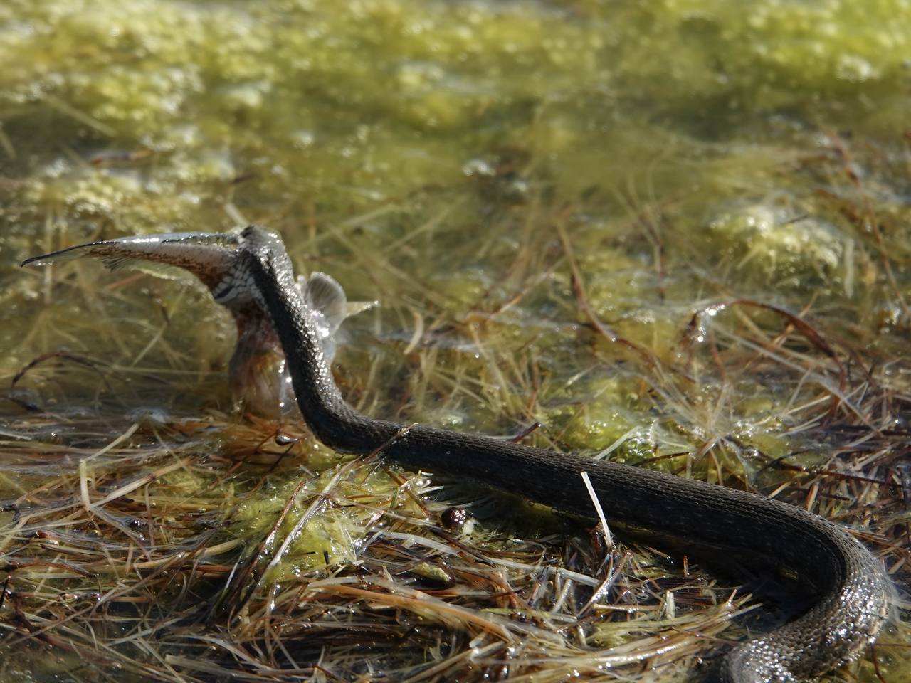 А поместится? ☺️ 🐍 🐟