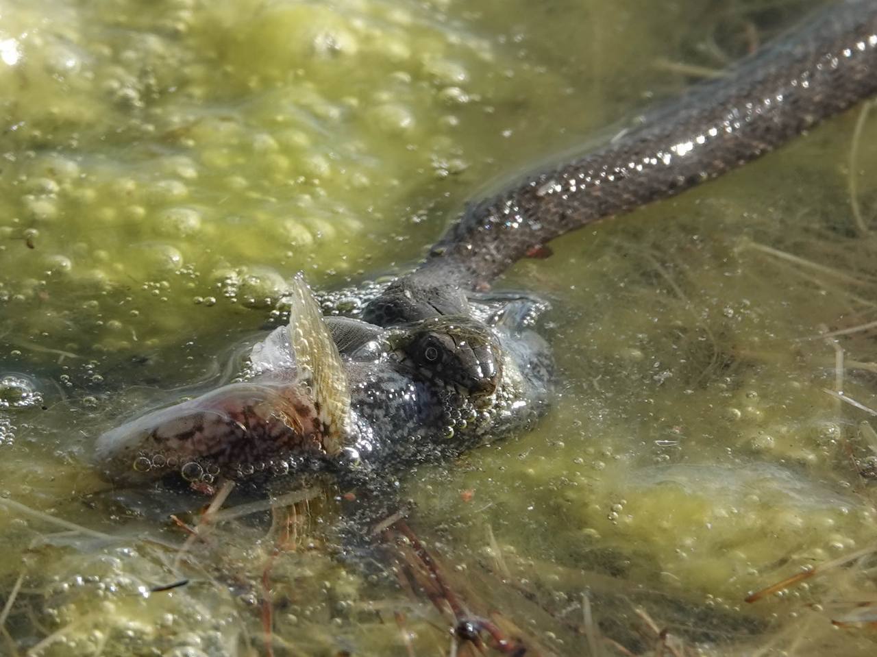 А поместится? ☺️ 🐍 🐟