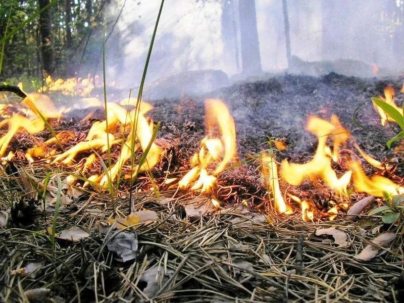 В районе горы Колдун обнаружен лесной пожар в Новороссийском лесничестве, Шесхарисском участковом лесничестве, на примерной площади 0,5 га. Приступил к тушению.