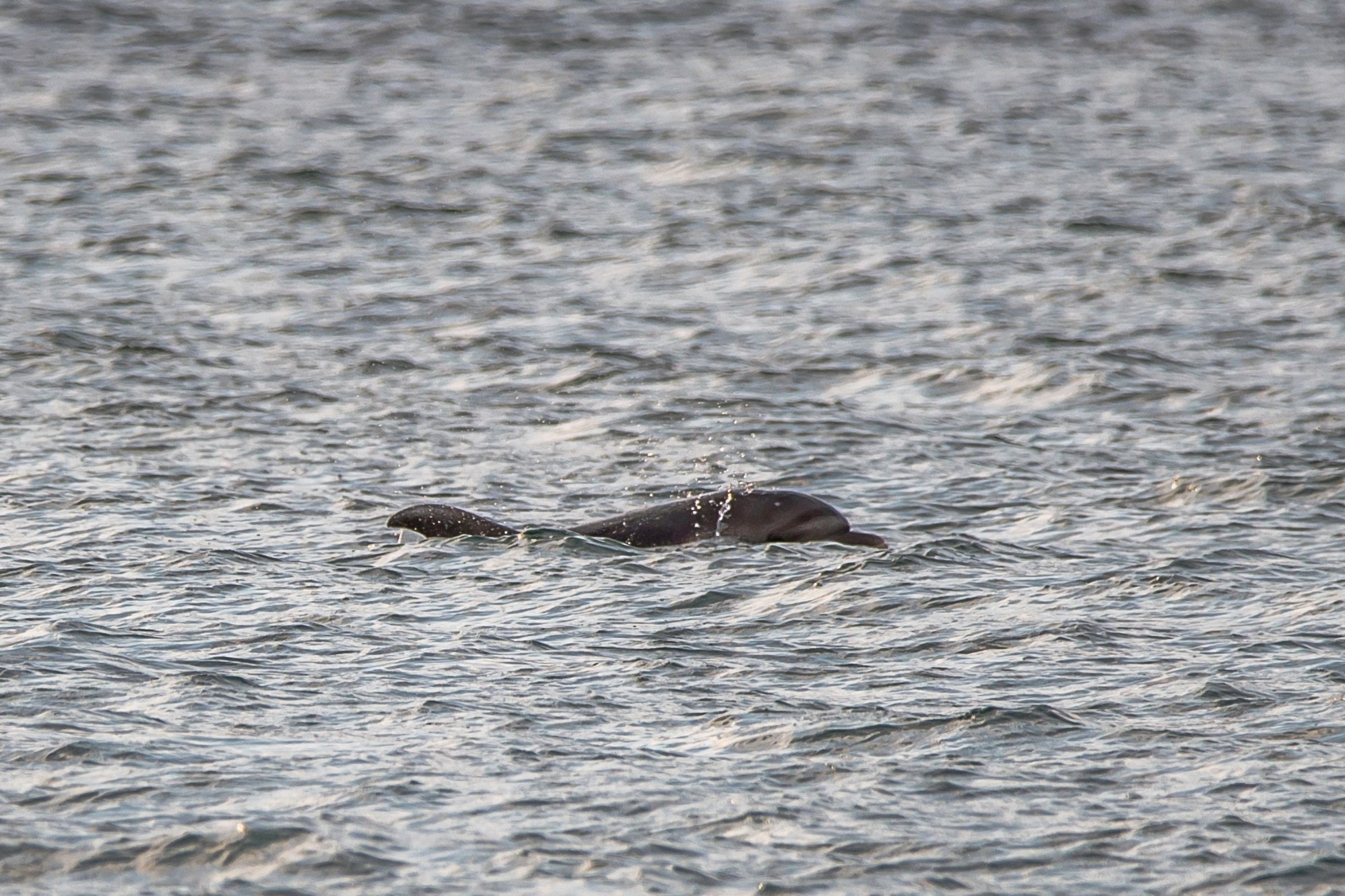Сегодня на пляже Алексино, дельфинчики резвились! 🐬🐋