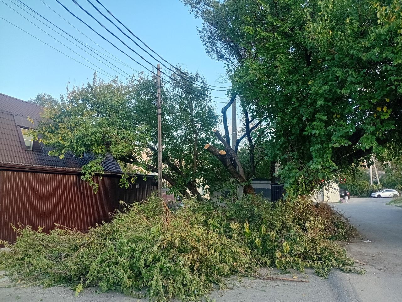 💬 Сегодня звонили с нэска, отчитывались по обрезке деревьев...