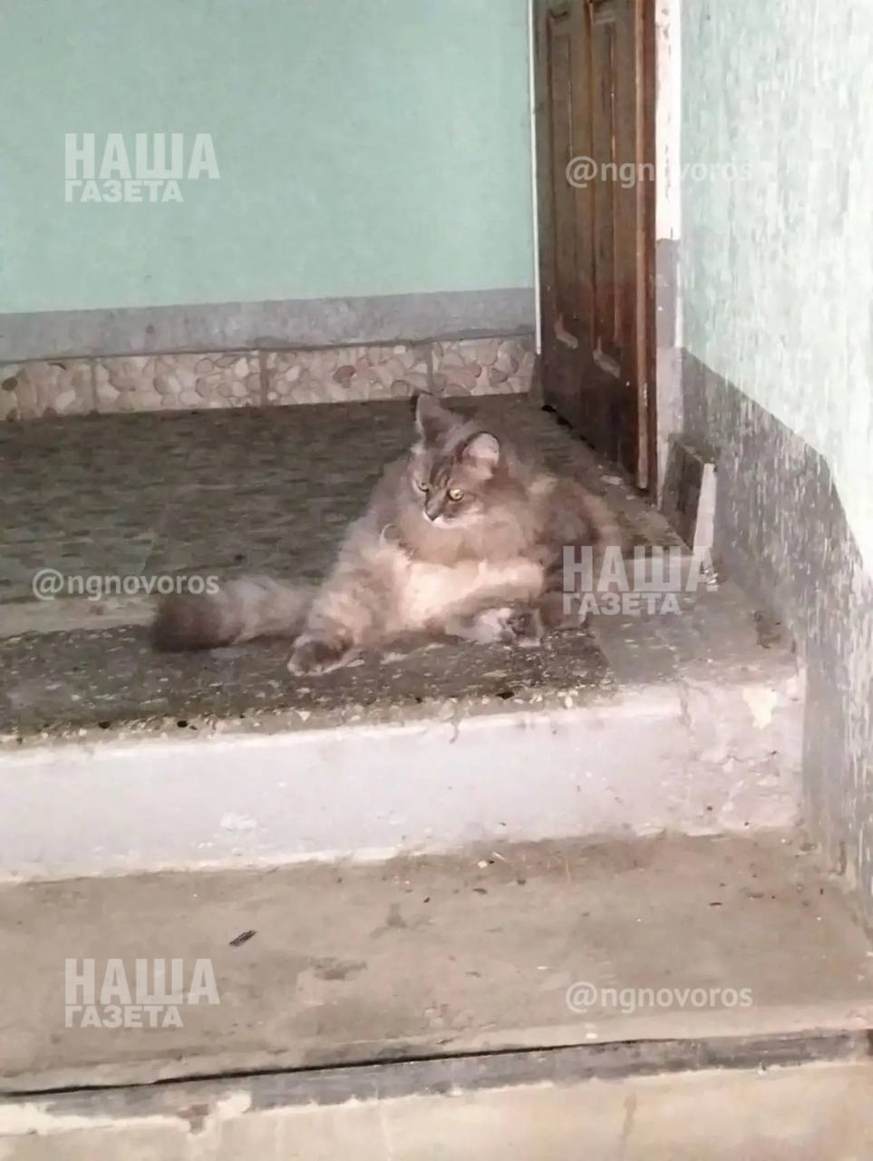 Разбиты головы и сломан позвоночник: жительница Новороссийска подозревает 8-летнего мальчика в убийстве двух котов за 10 дней