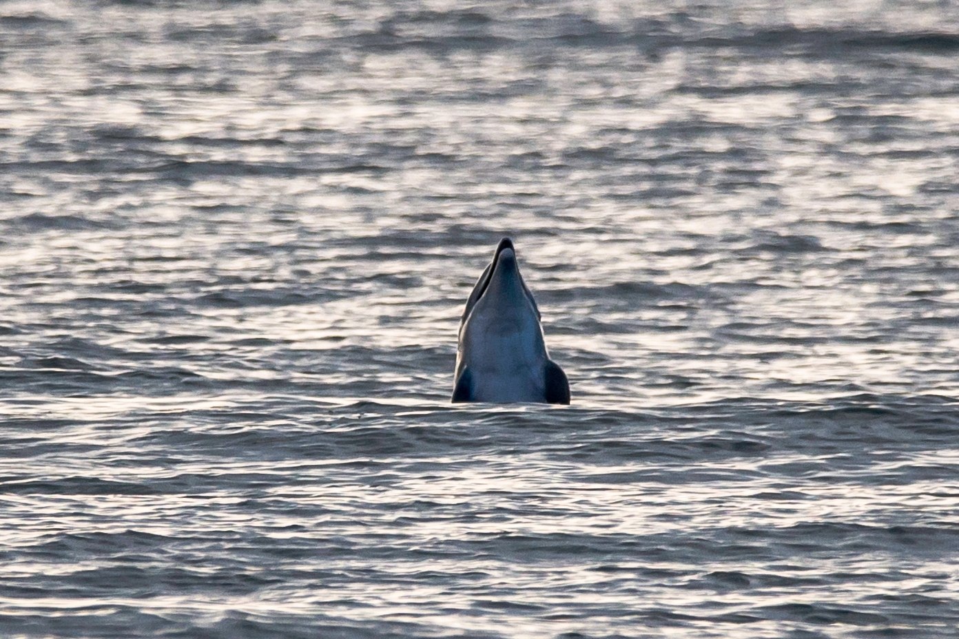 Сегодня на пляже Алексино, дельфинчики резвились! 🐬🐋