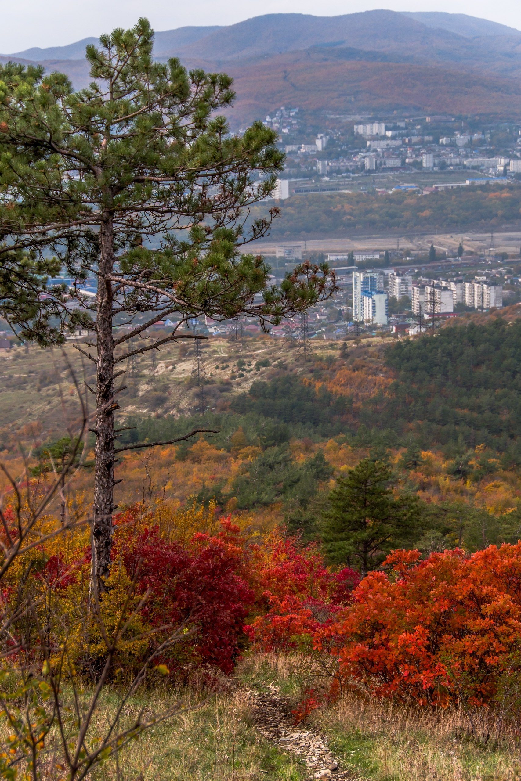 Скумпия в горах Новороссийска от @Sega_Black_Sea_nvrsk🍁🍂