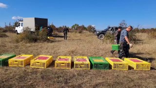 Территории городского округа г. Новороссийск будут обживать выпущенные на волю 500 фазанов северокавказского подвида.