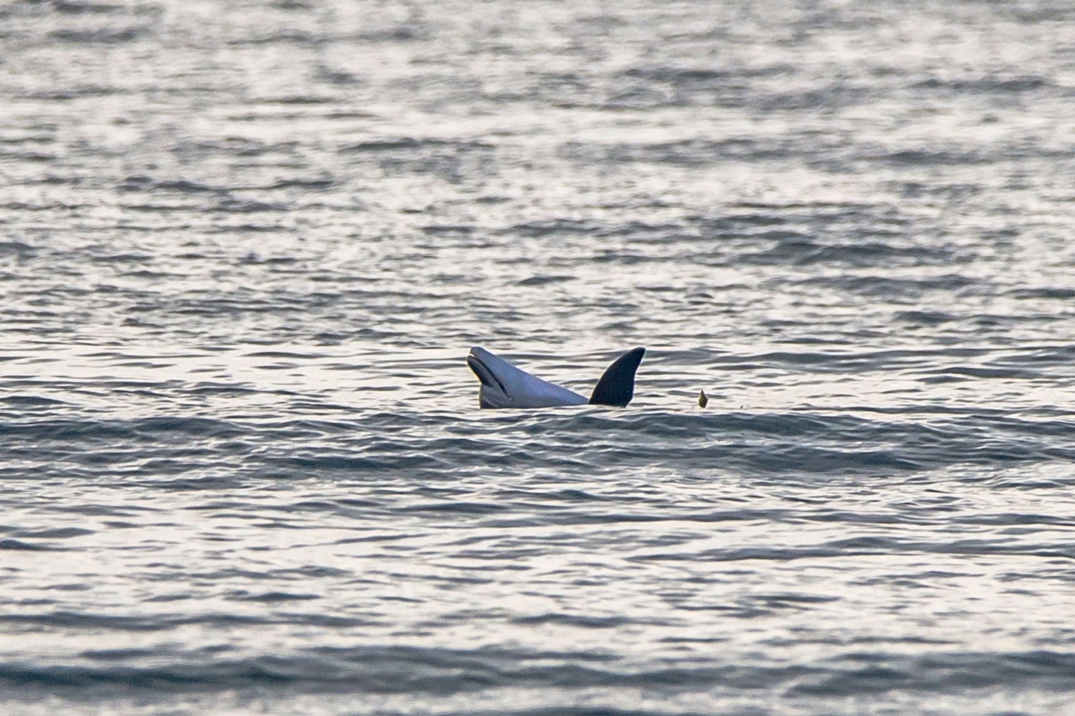 Сегодня на пляже Алексино, дельфинчики резвились! 🐬🐋