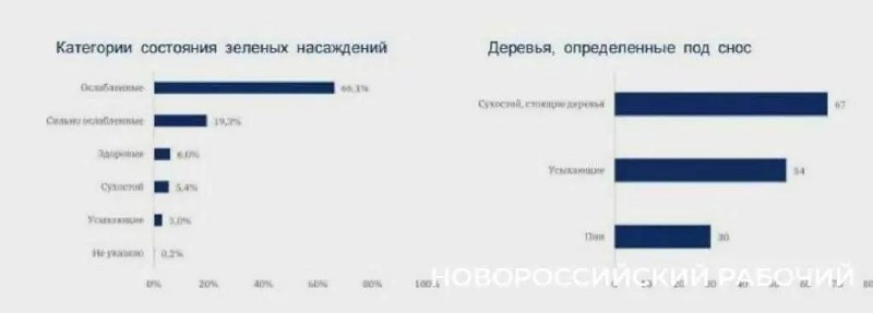 Пионерской роще новороссийска поставили «диагноз»: общественники с ним не согласны