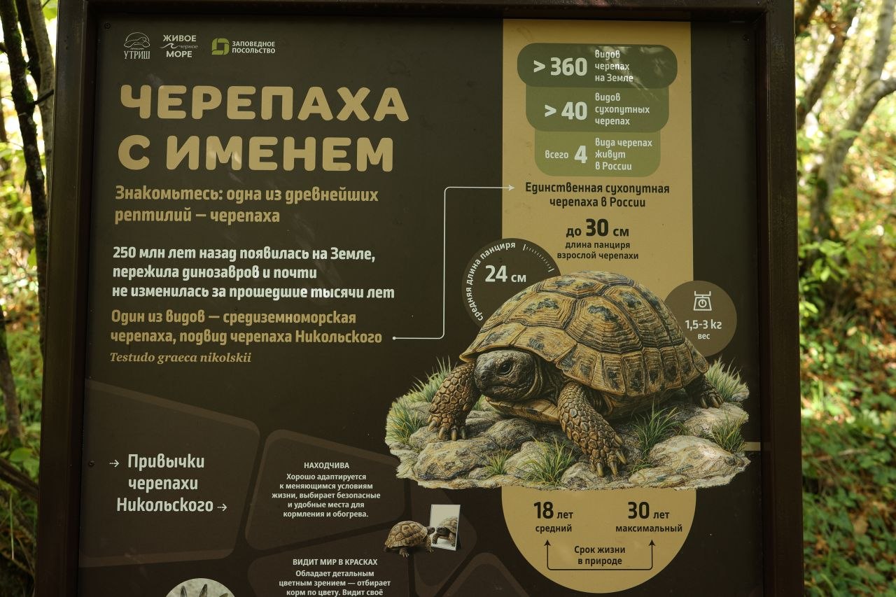 Сегодня Всемирный день моря! И именно сегодня в заповеднике «Утриш» торжественно открыли обновлённый эколого-просветительский маршрут «Тропой черепахи». Это первый в России маршрут, посвящённый черепа...