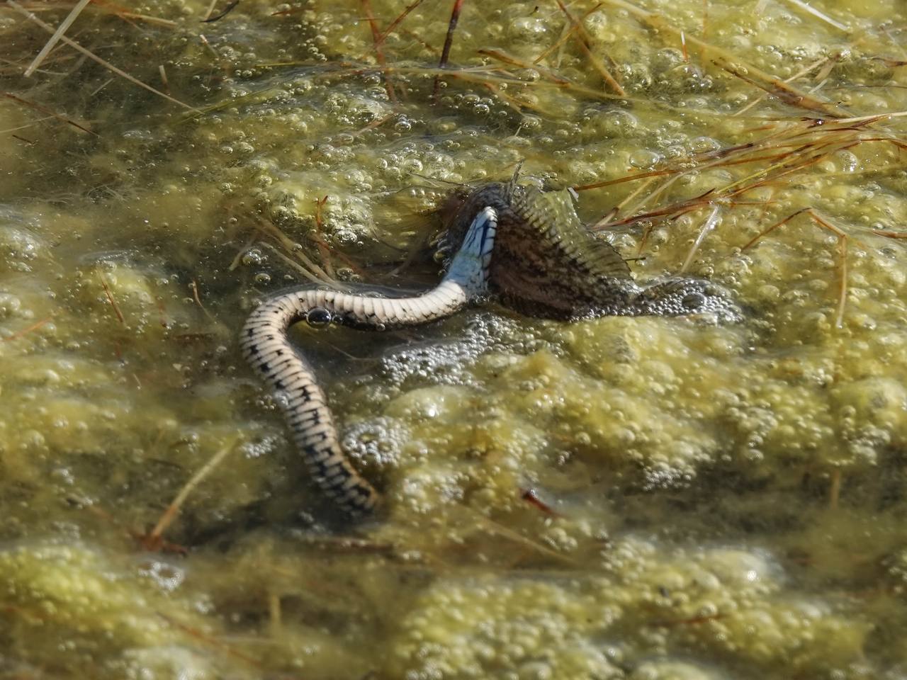 А поместится? ☺️ 🐍 🐟