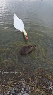 Разборки на районе 😅