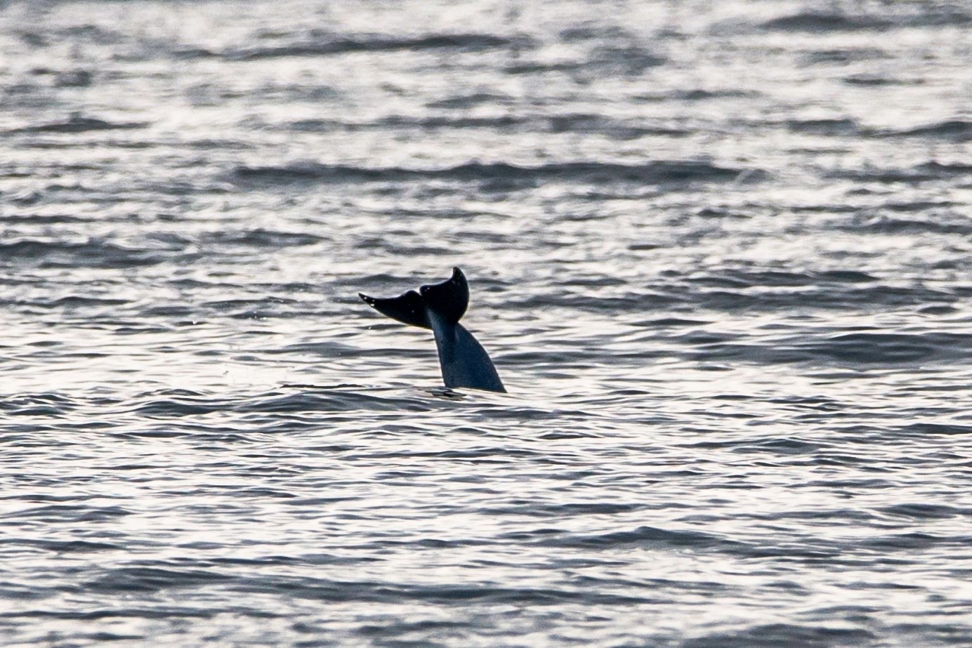 Сегодня на пляже Алексино, дельфинчики резвились! 🐬🐋