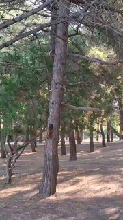 Пушистые хвостики устроили догонялки 🐿