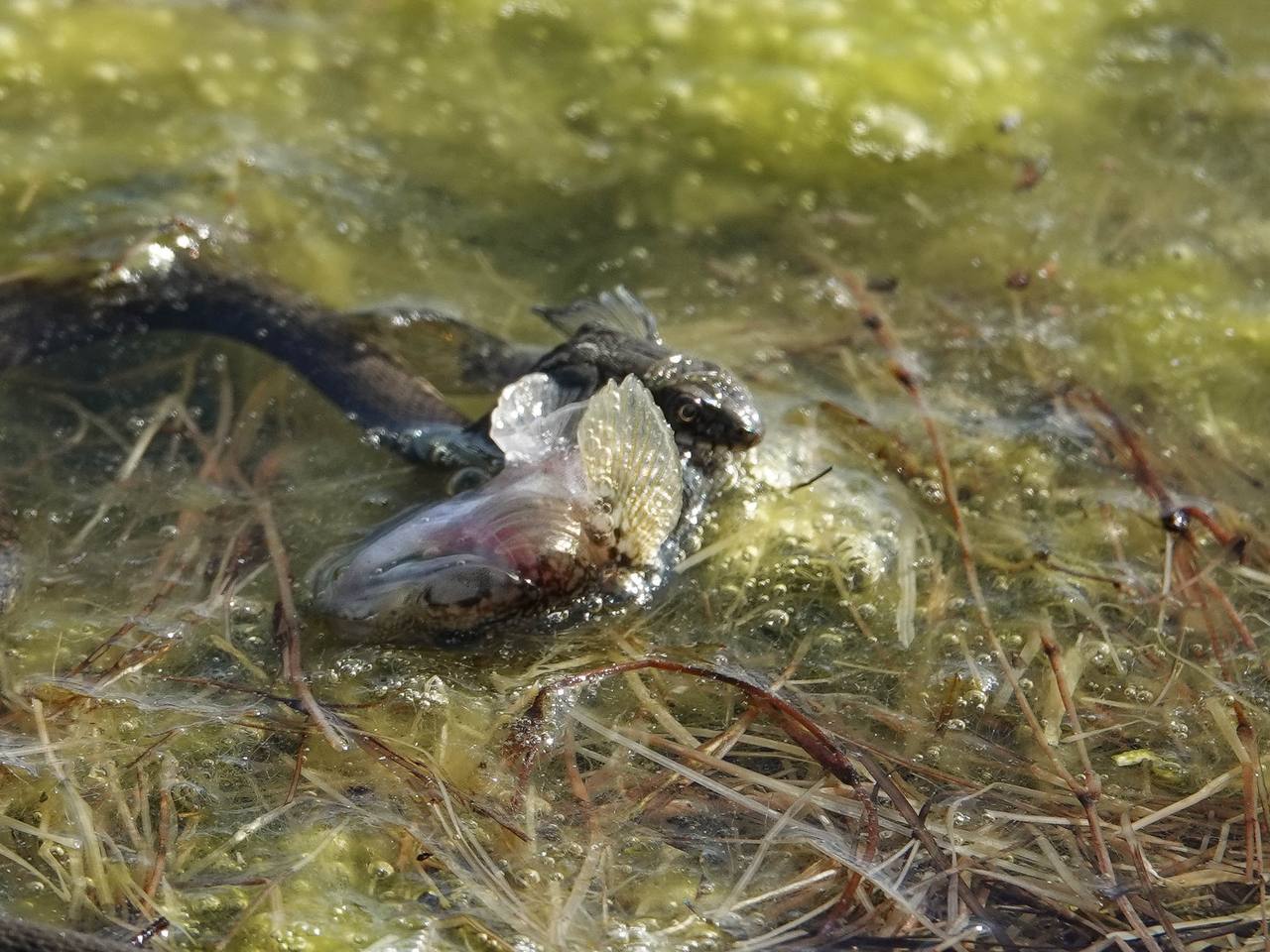 А поместится? ☺️ 🐍 🐟