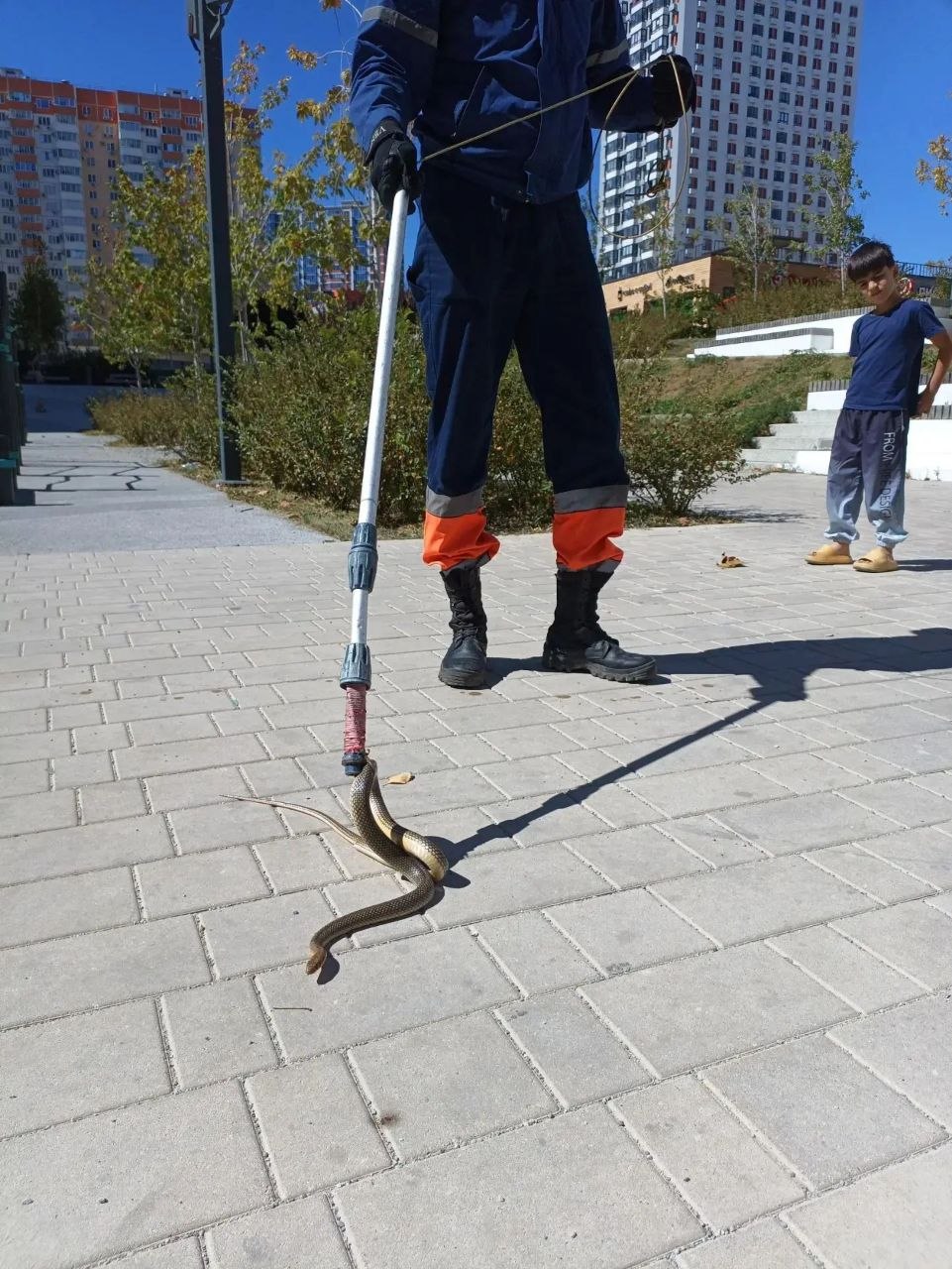 На бульваре Шостаковича спасатели поймали змею, которая пугала детей...