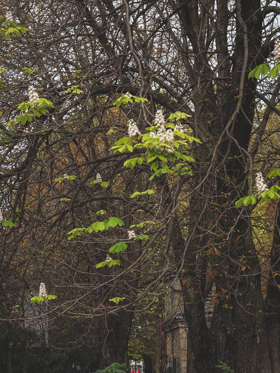 Что-то в этом мире должно оставаться неизменным. Цветущие каштаны в октябре, рыбаки на набережной, лебеди в бухте и осенняя аллея 🍁 🦢 🌸