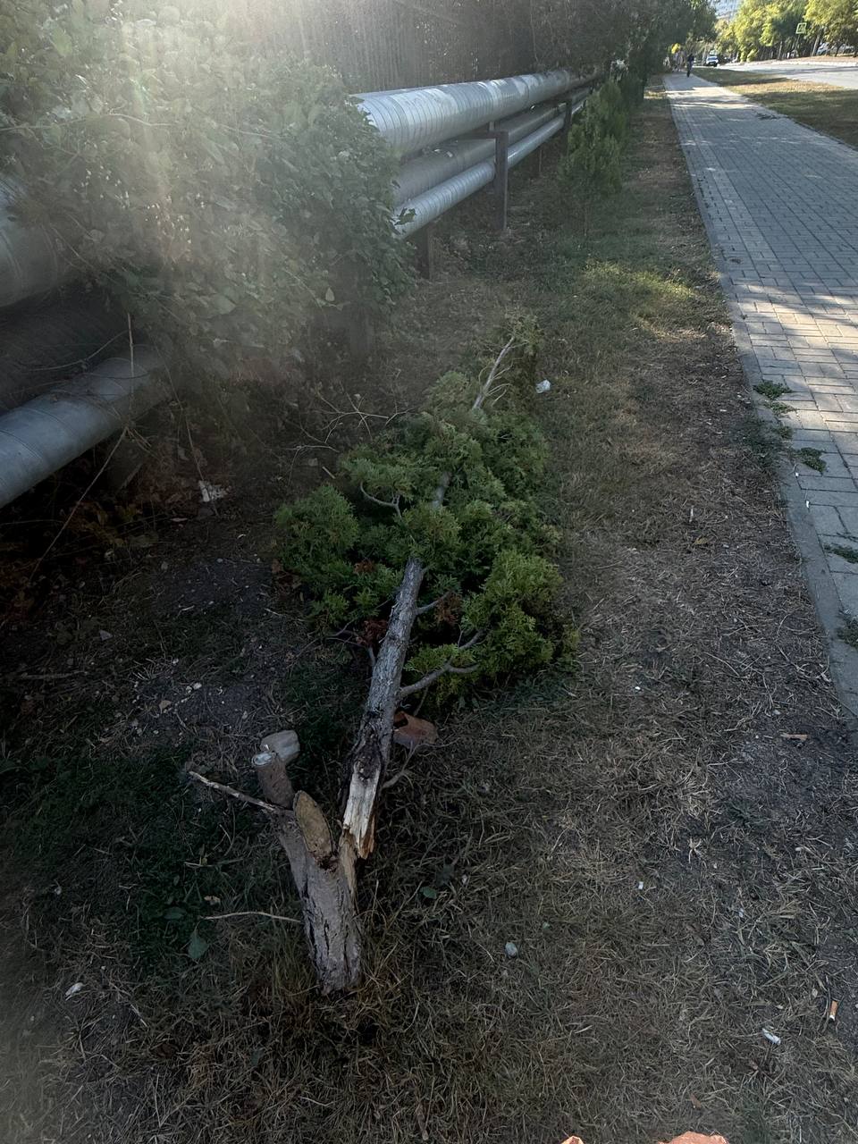 💬 Добрый день, обращалась в начале этого месяца убрать поломанные деревья по ул. Молодежной (возле Пионерской рощи)