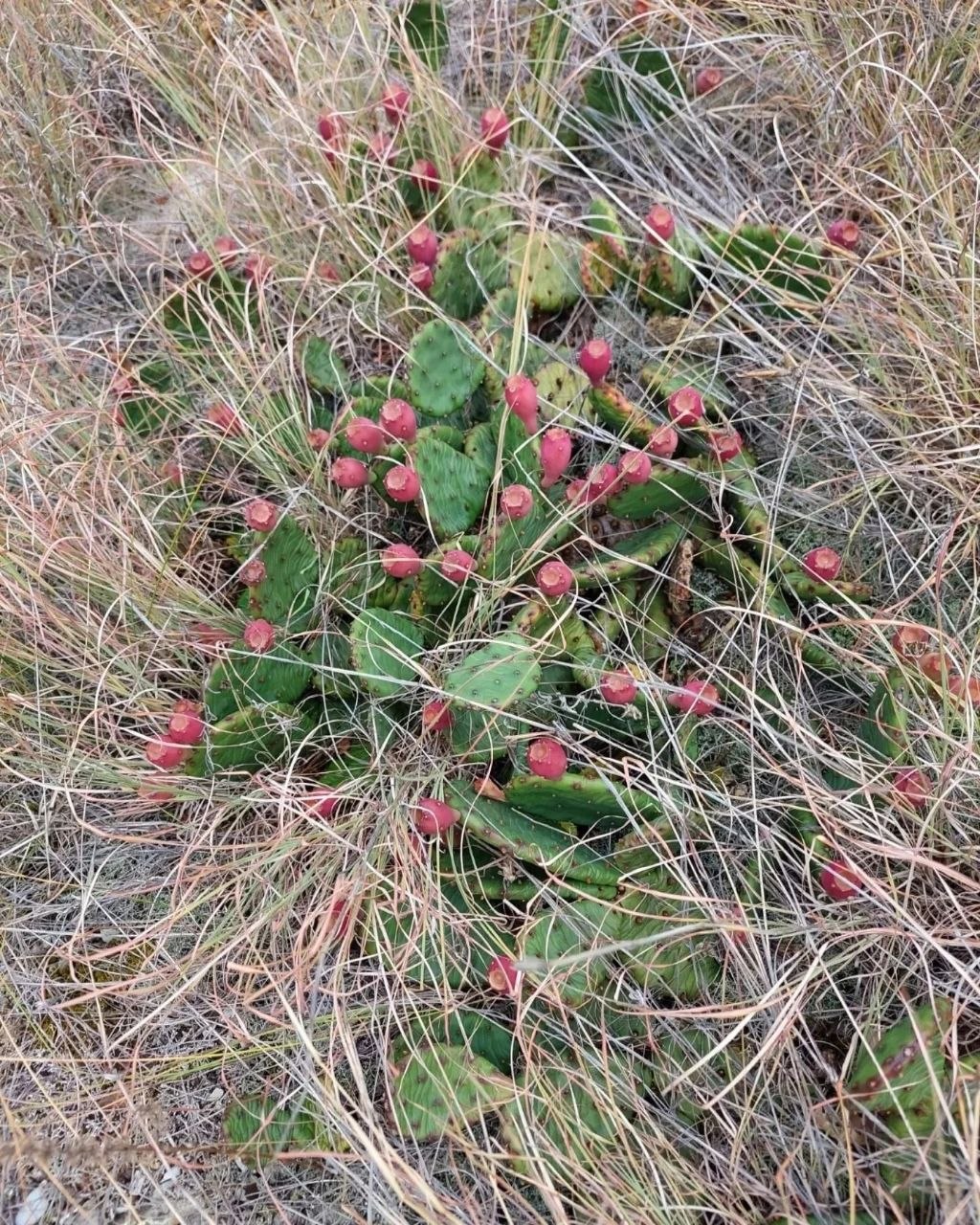 На Маркотхе созревают съедобные кактусы🌵