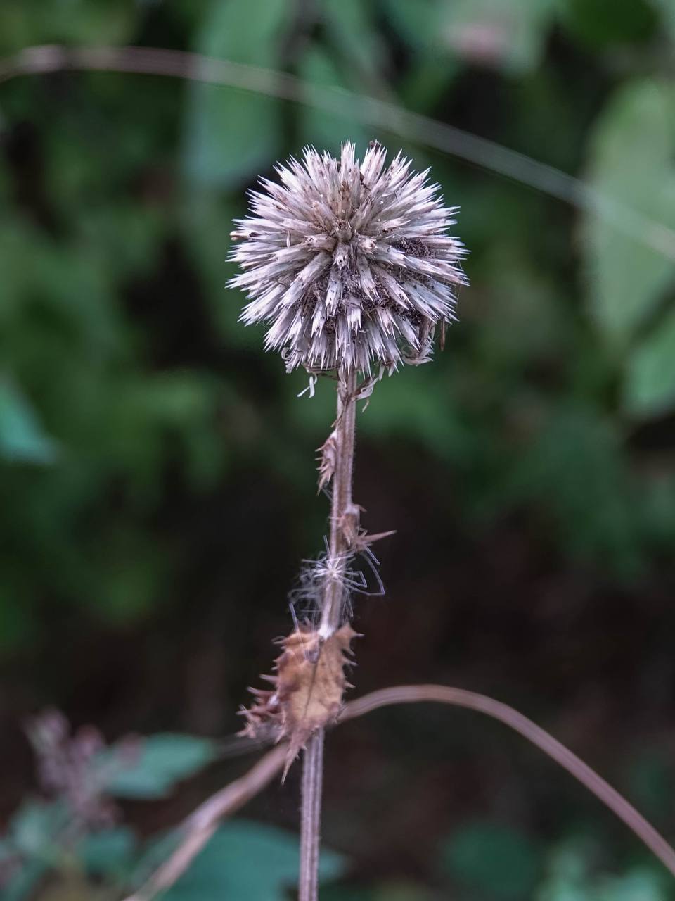 Лесное сентябрьское 🍀🌸