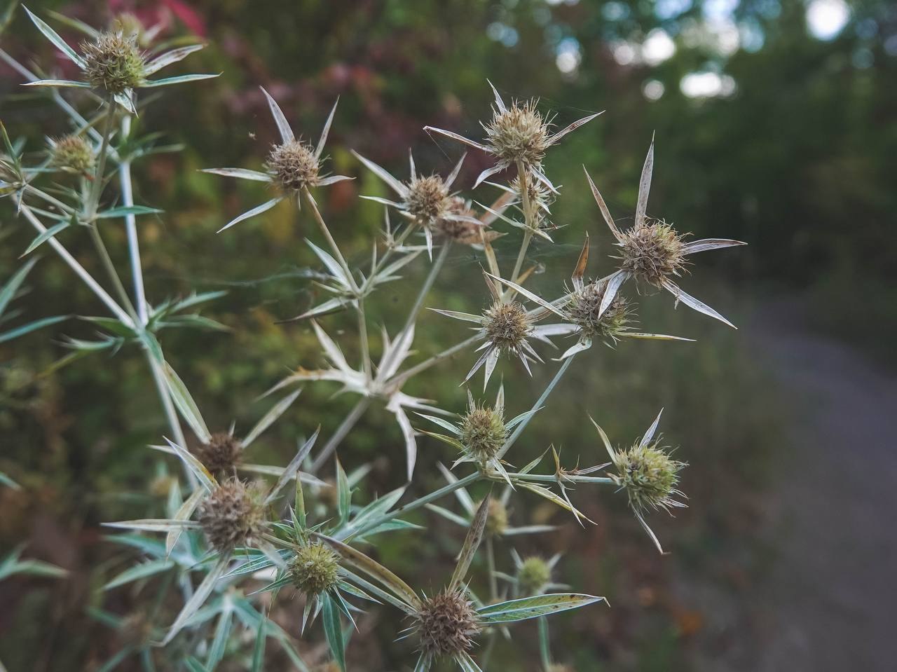 Лесное сентябрьское 🍀🌸