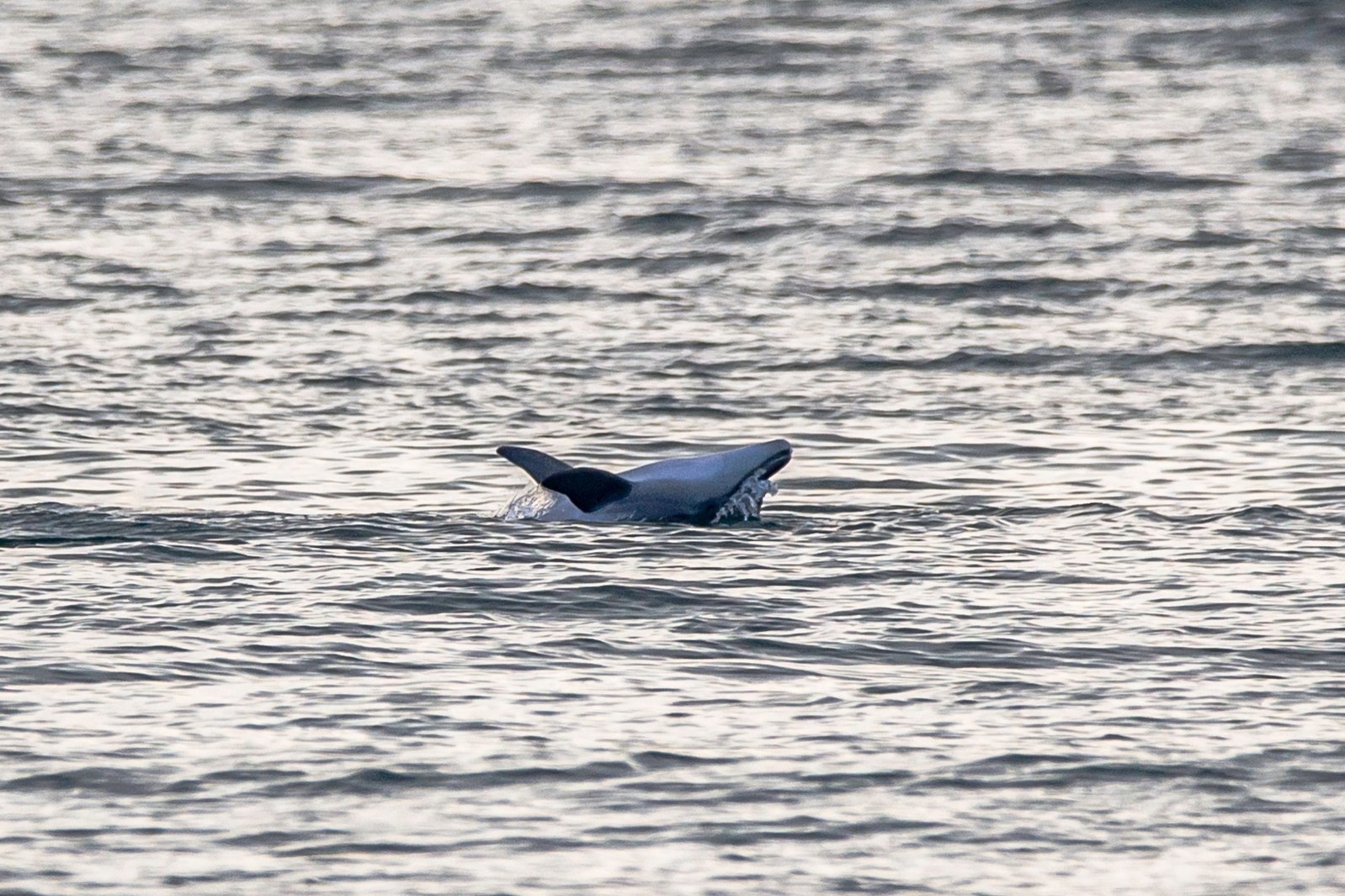 Сегодня на пляже Алексино, дельфинчики резвились! 🐬🐋