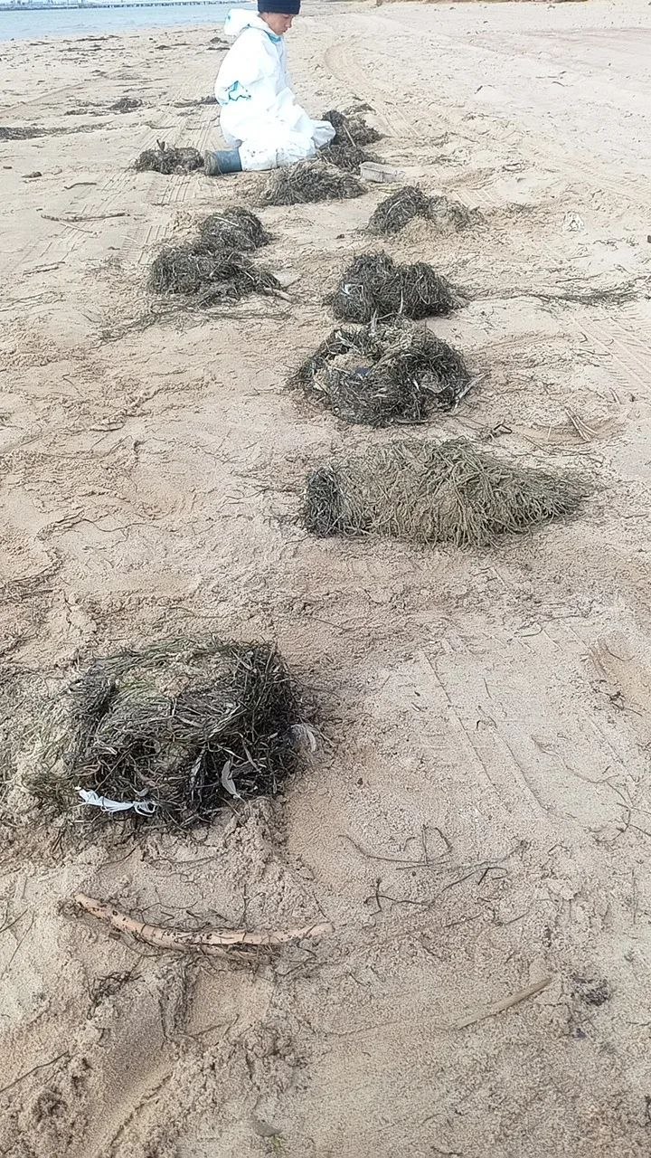 Снова выбросы пальмового масла на побережье Чёрного моря — район посёлка Волна, порт Тамань.
