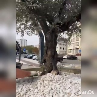 ОБРАТНАЯ СВЯЗЬ по вопросу уходовых работ за оливами на набережной.