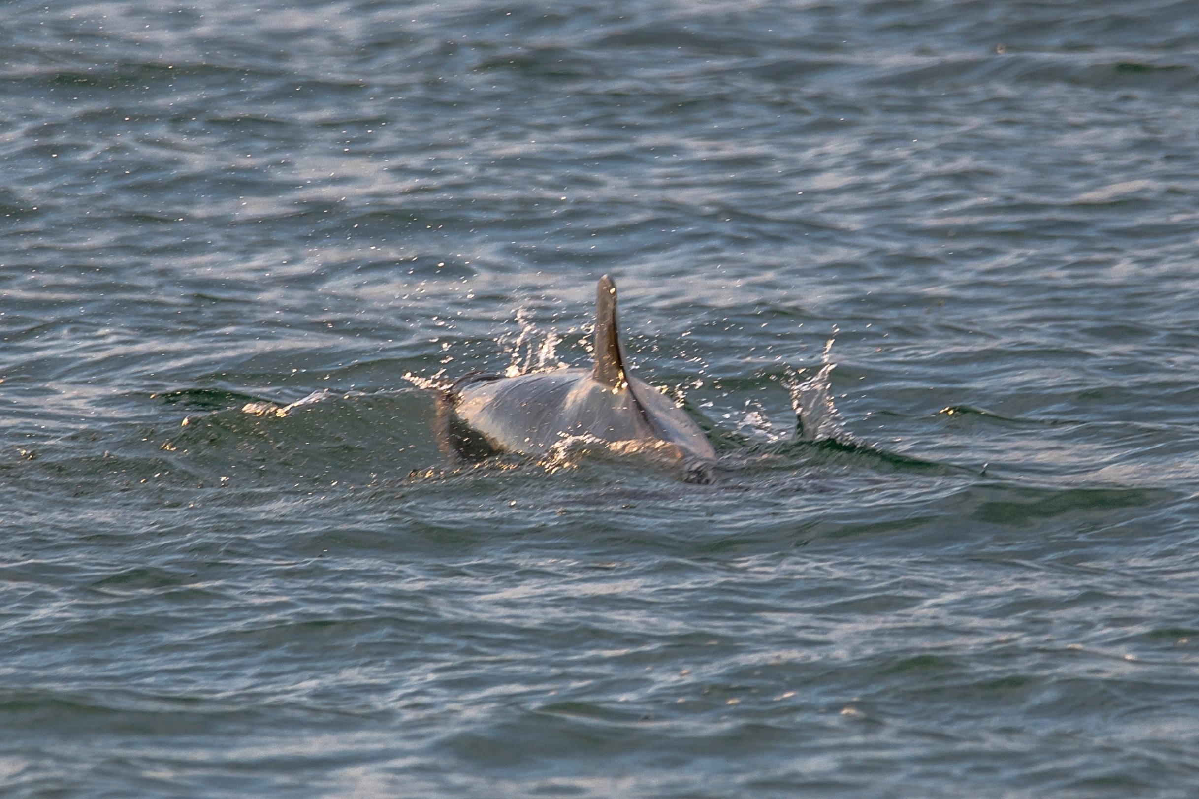 Сегодня на пляже Алексино, дельфинчики резвились! 🐬🐋