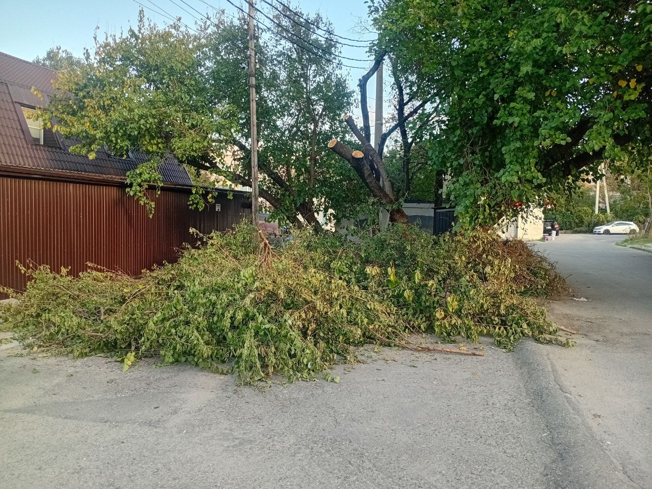 💬 Сегодня звонили с нэска, отчитывались по обрезке деревьев...