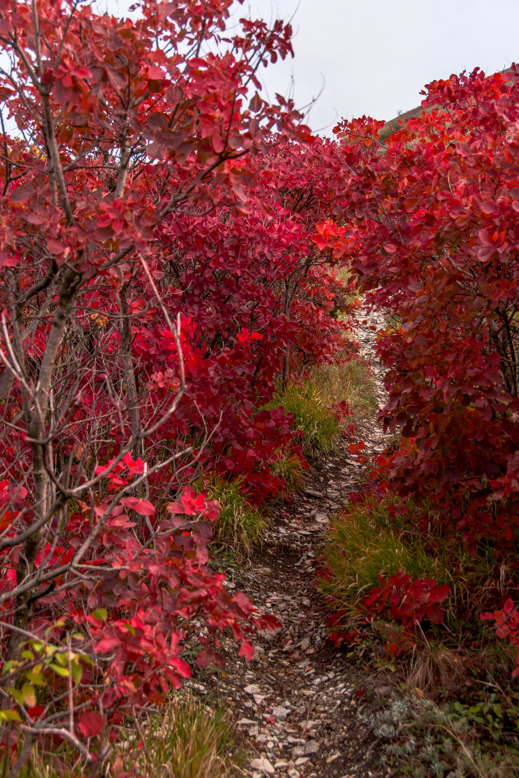 Скумпия в горах Новороссийска от @Sega_Black_Sea_nvrsk🍁🍂