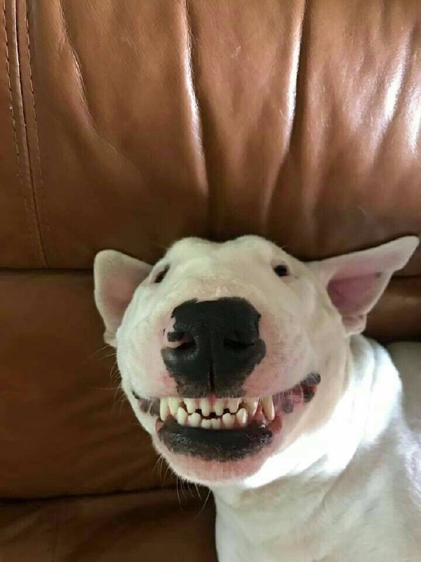 🐾 Сегодня Всемирный день животных!