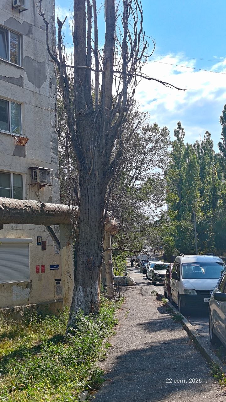 Почти месяц прошел с моего обращения о безобразном состоянии тротуара и находящихся рядом с ним трёх сухих деревьев. Напомню, обращение в МЦУ было сделано 24 августа. В ответе МЦУ указано, что обращен...