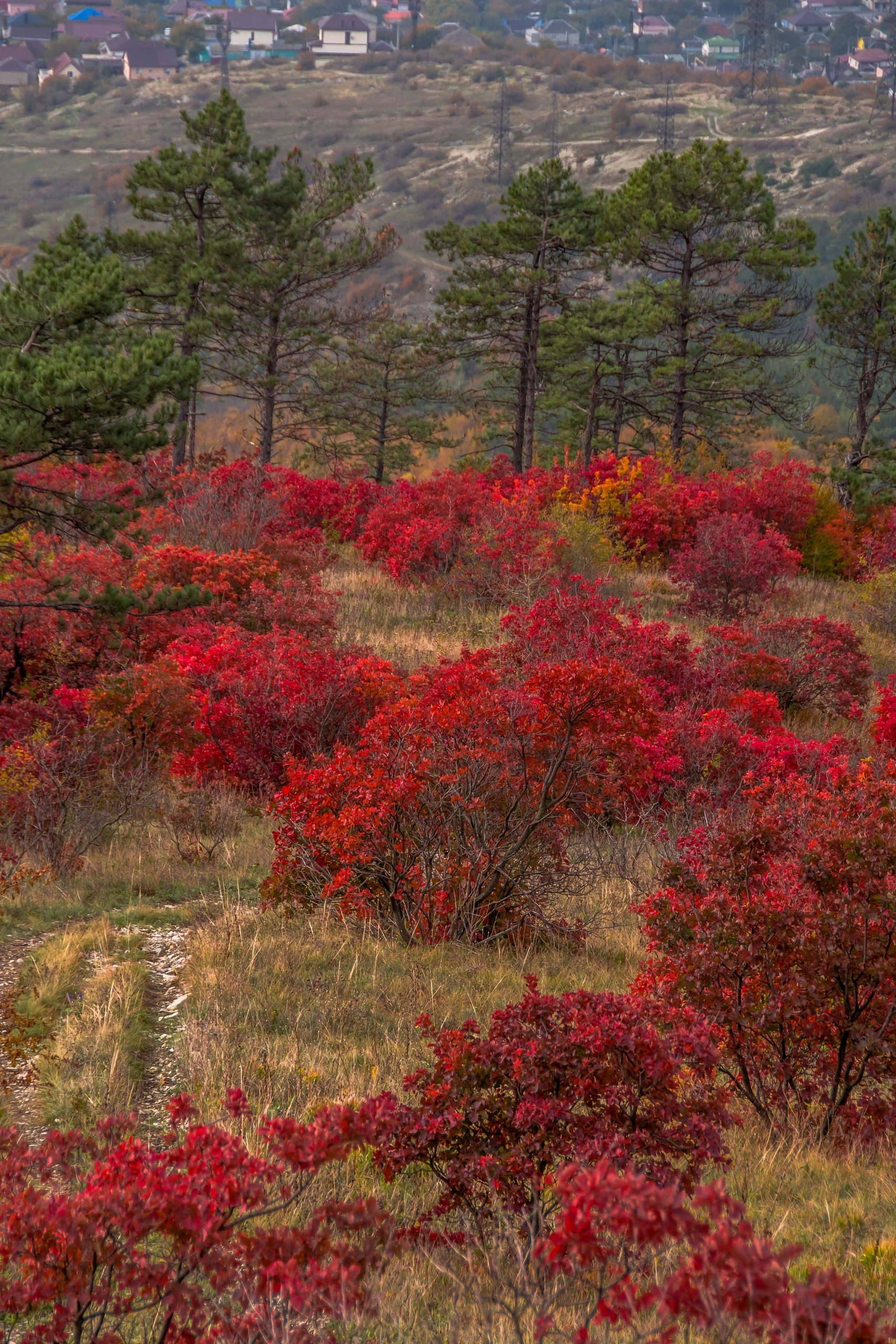Скумпия в горах Новороссийска от @Sega_Black_Sea_nvrsk🍁🍂