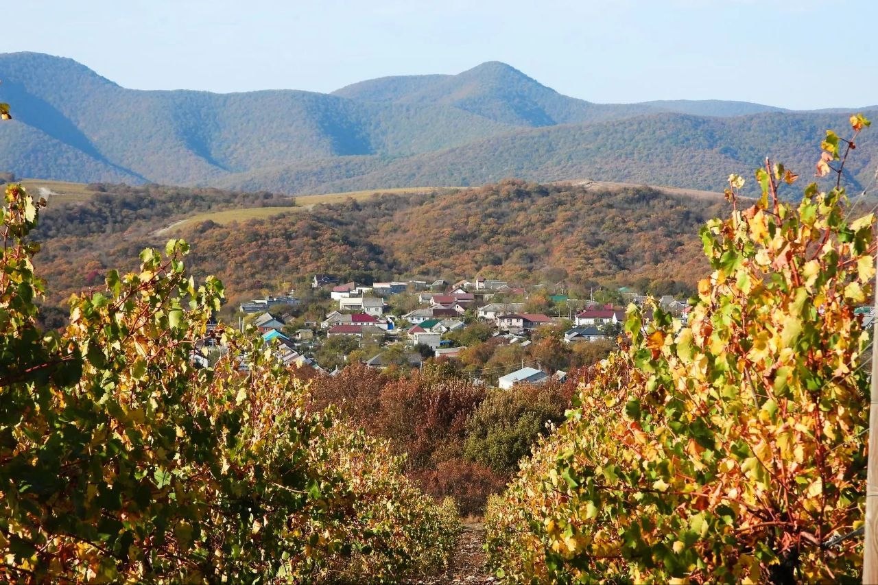 Осенние виноградники в Больших Хуторах 🍁